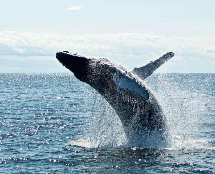 Egy új technológia megmentheti a bálnákat a haláltól