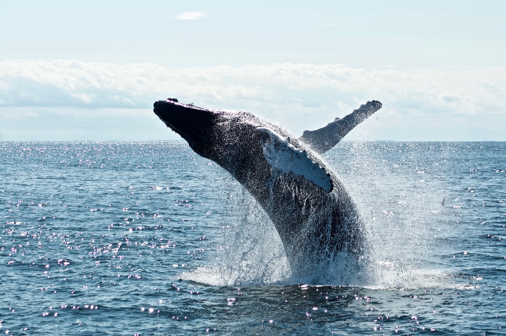 Egy új technológia megmentheti a bálnákat a haláltól