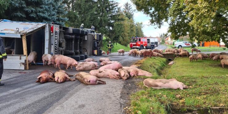 Felborult egy sertésszállító kamion Böhönyén, rengeteg állat belehalt