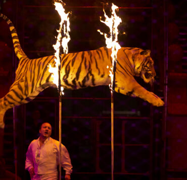 Franciaország betiltja az állatos cirkuszokat