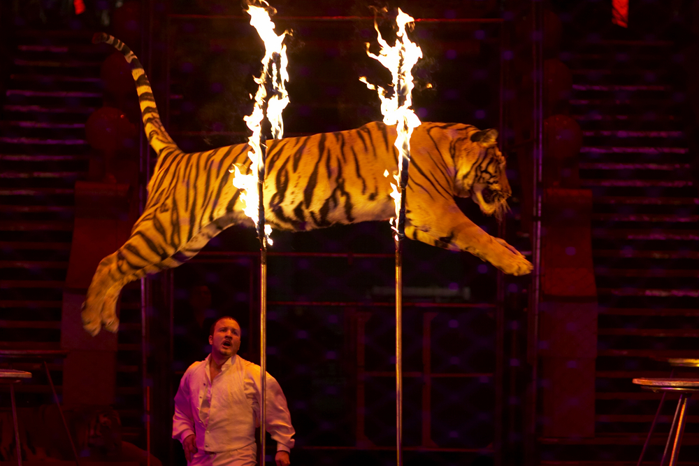 Franciaország betiltja az állatos cirkuszokat