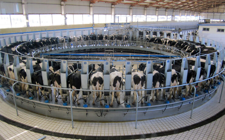 A brit bankok továbbra is az állattenyésztést és a tejipart pénzelik