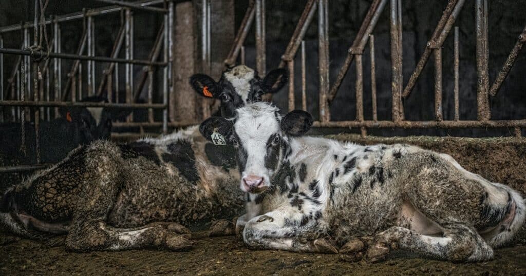 Van-e közvetlen összefüggés a koronavírus-járvány és az állattenyésztés között?