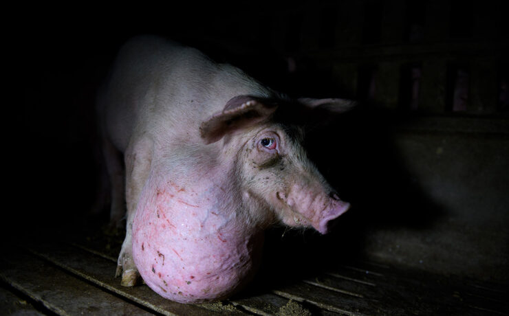 Miért nem akarunk tudomást venni arról, hogy a nagyipari állattartás világjárványokat okozhat?