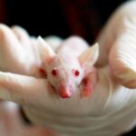 Nincs szükség állatkísérletekre a vakcinafejlesztéshez
