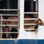 Új-Zéland hamarosan véget vet az élő állatok tengeri szállításának