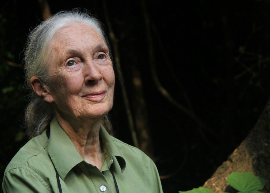 Dr. Jane Goodall és további 60 tudós szerint abba kell hagyni a hús- és tejipar támogatását