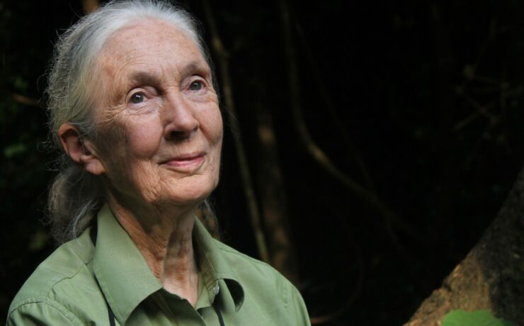 Dr. Jane Goodall és további 60 tudós szerint abba kell hagyni a hús- és tejipar támogatását