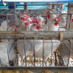 Másfél millió állatbarát sürgeti az Európai Bizottságot a ketreces állattartás betiltására