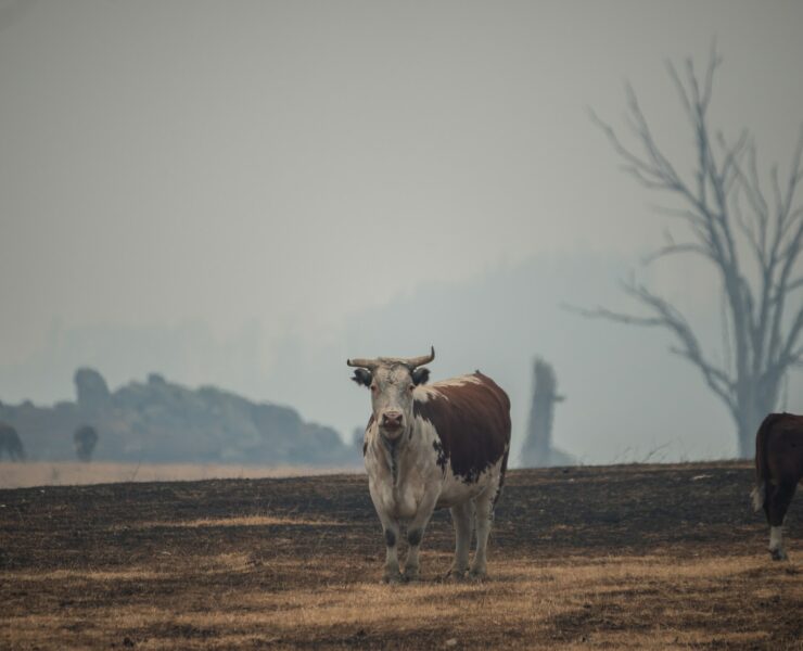 Az állattenyésztés a metánkibocsátás első számú forrása