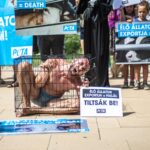 Látványos demonstráció Kiskunfélegyházán: az élőállat-szállítás és export ellen tüntettek a vegán aktivisták