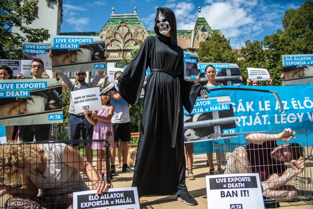 Vegán aktivisták az élőállat-szállítás ellen, Kiskunfélegyháza, 2021. 08. 11.
