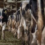 Rekordszinten az új-zélandi tejipar üvegházhatású gázkibocsátása