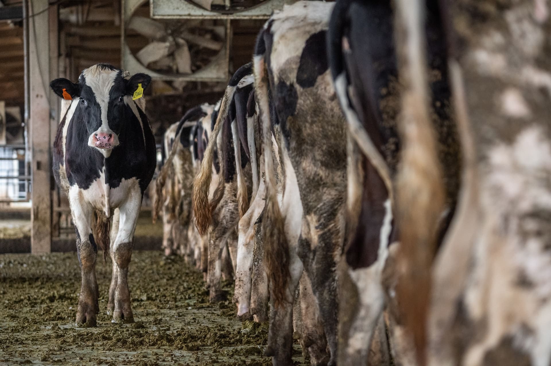 Rekordszinten az új-zélandi tejipar üvegházhatású gázkibocsátása
