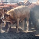 Az állattartó mezőgazdaság okozza a legnagyobb légszennyezést az Egyesült Királyságban
