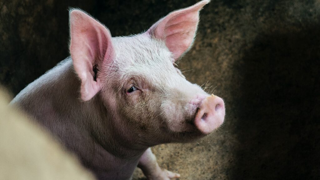 Hatalmas húshiány alakulhat ki az Egyesült Királyságban: nem tudják elgázosítani az állatokat