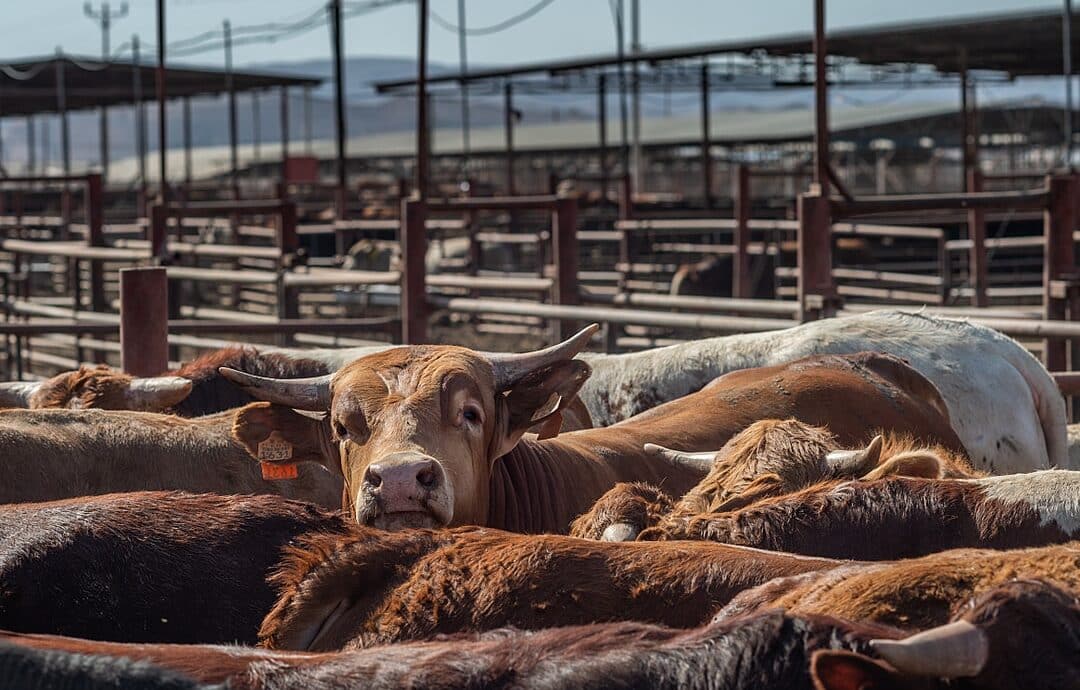 Egy felmérés szerint az amerikaiak 12 százaélka felelős az elfogyasztott marhahús feléért