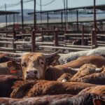 Az amerikaiak 12 százaléka felelős az elfogyasztott marhahús feléért