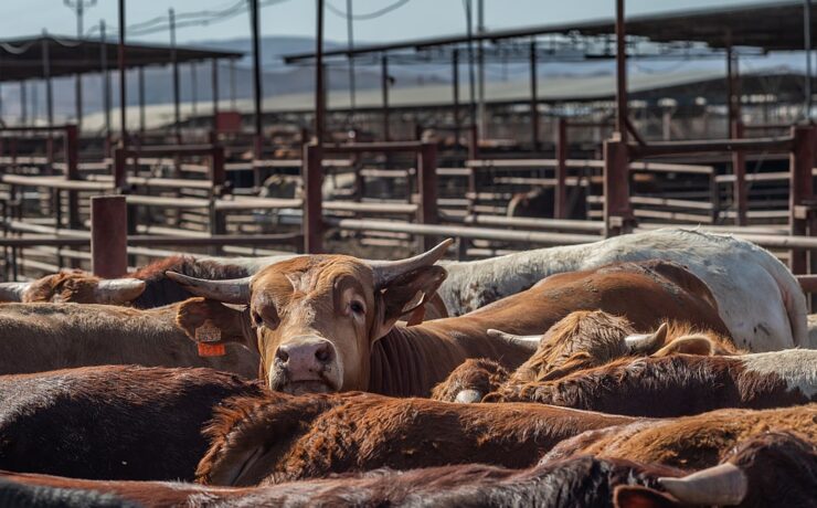Dánia legnagyobb húsipari cégének vezetője szerint “a marhahús nem lehet éghajlatbarát, és a fogyasztásnak csökkennie kell”