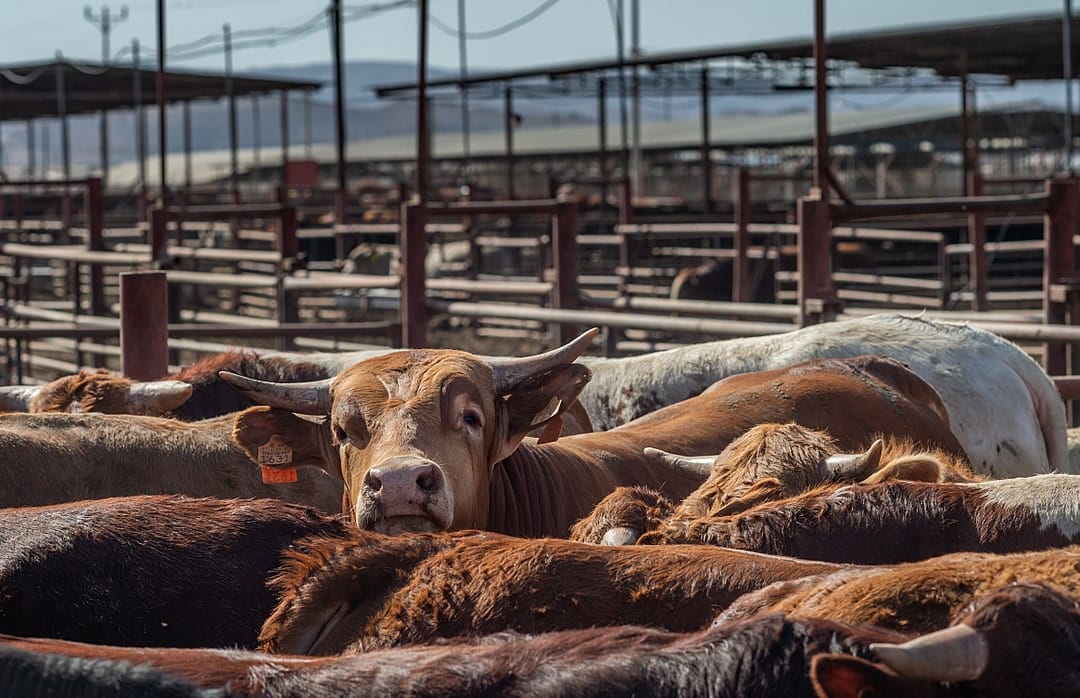 Egy felmérés szerint az amerikaiak 12 százaélka felelős az elfogyasztott marhahús feléért