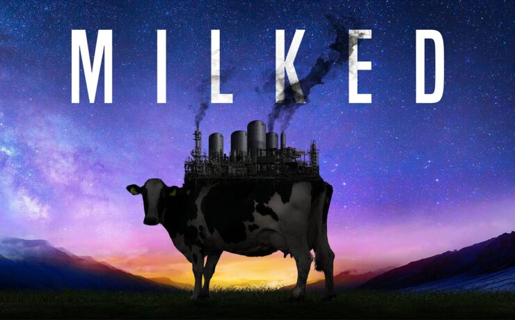 MILKED – egy új vegán dokumentumfilm, ami leleplezi a tejipar sötét oldalát