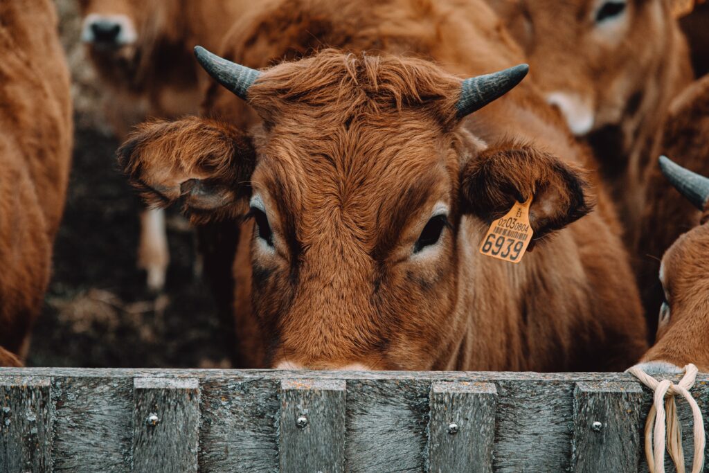 Az állattenyésztés káros hatásairól csak a hírek fél százaléka tesz említést