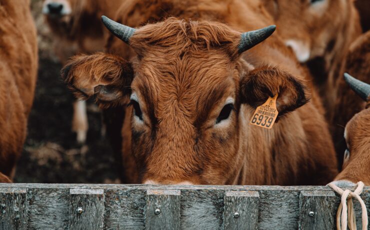 Az állattenyésztés káros hatásairól csak a hírek fél százaléka tesz említést
