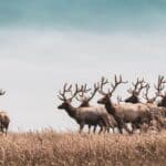 Tegyünk pontot az ügy végére: fontos része a vadászat a vadgazdálkodásnak?