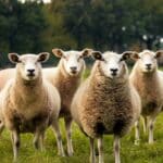 A gyapjúipar közel sem olyan fenntartható, mint azt gondoltuk – állítja egy új jelentés