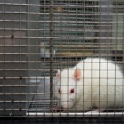 Egy ketrecbe zárt laboratóriumi patkány, aki rémülten néz