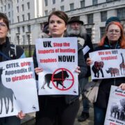 UK betiltja a trófeavadászat importját