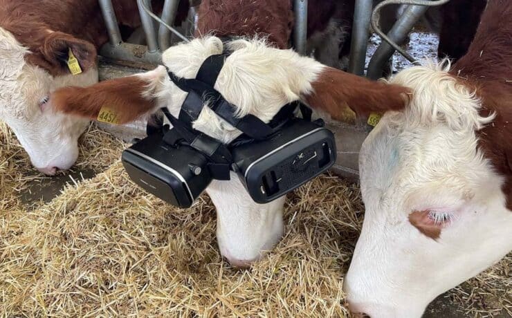 Egy török gazda VR-szemüveggel venné rá a teheneket, hogy a zöld legelő látványától még több tejet adjanak