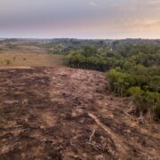 Amazóniai esőerdő irtás a húsipar miatt