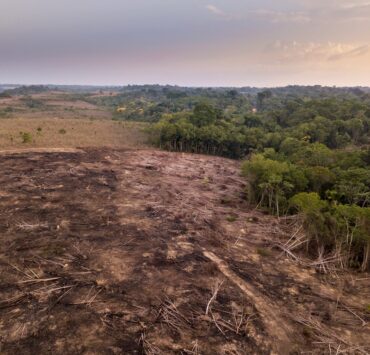 Amazóniai esőerdő irtás a húsipar miatt