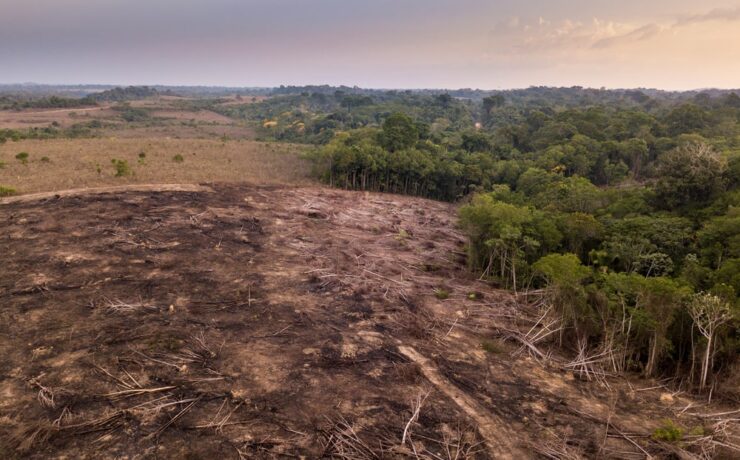 Rekordmennyiségű fát vágtak ki januárban az amazóniai esőerdőben