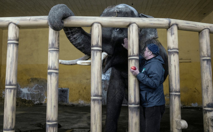 Bombázások áldozata lett két ukrán fiatal, miközben az állatkerti állatokat akarták megetetni