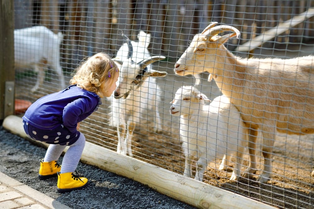 A gyermekek kevésbé tartják morálisan elfogadhatónak az állatok elfogyasztását