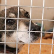 Ukrán állatmenhelyek küzdelem a kutyákért és macskákért