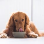 A vegán táplálás egészségesebb és biztonságosabb a kutyák számára, állítja egy új kutatás