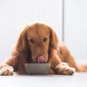 Vegán étrend kutyáknak