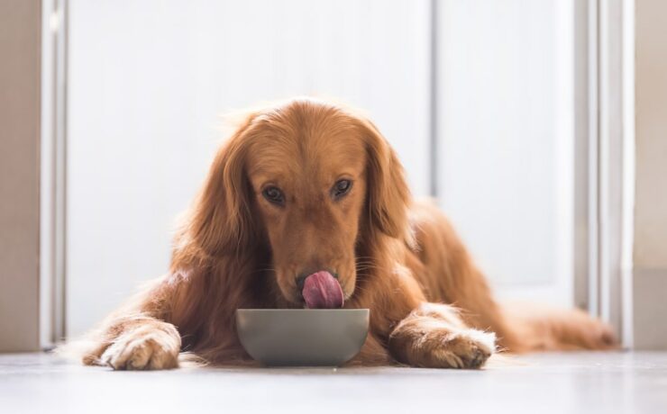A vegán táplálás egészségesebb és biztonságosabb a kutyák számára, állítja egy új kutatás