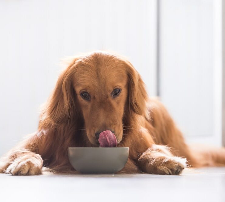 Vegán étrend kutyáknak