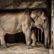 Vegán sztárok szólaltak fel az állatkerti elefántok jogaiért
