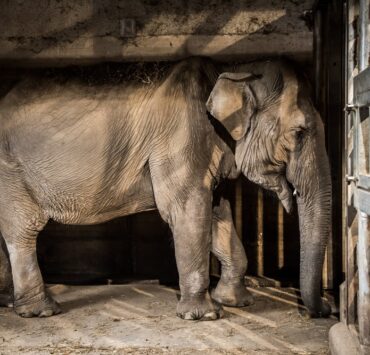 Vegán sztárok szólaltak fel az állatkerti elefántok jogaiért