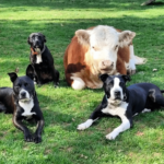 Haru, a “mini tehén” senkinek sem kellett – végül egy csapat kutya fogadta örökbe őt