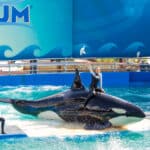 Lolita, egy vízi parkban szerepeltetett karszárnyú delfin 52 év fogság után hamarosan szabad lehet