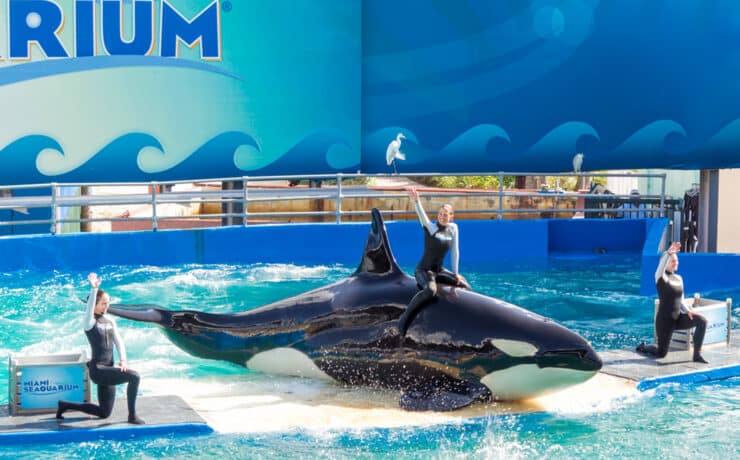 Lolita, a kardszárnyú delfin 52 évnyi rabság után végre szabadon úszkálhat