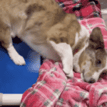 Ezek a menhelyi kutyusok életükben először látnak takarót – a reakciójuk szívmelengető