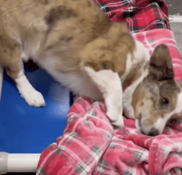 Menhelyi kutyusok először látnak takarót