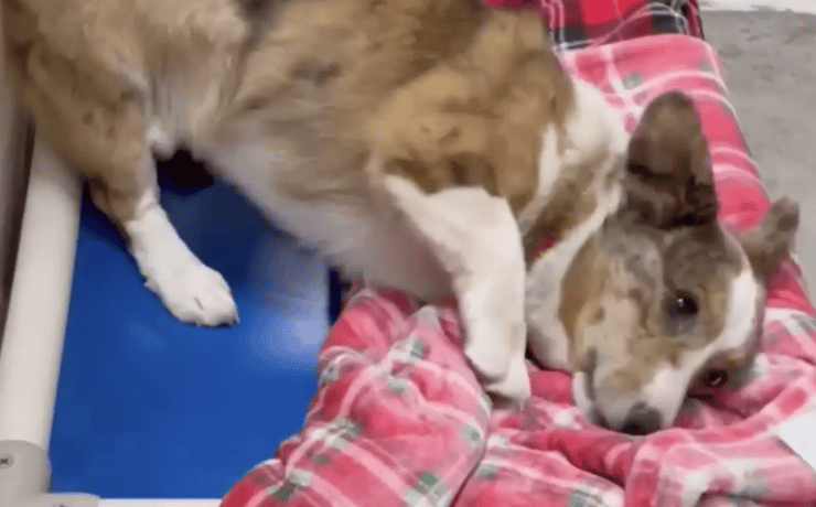 Ezek a menhelyi kutyusok életükben először látnak takarót – a reakciójuk szívmelengető